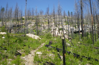 Starting to climb through burnt out forest, Mountain Goat Trail 2008-07.